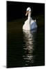 Swan 1-Charles Bowman-Mounted Photographic Print