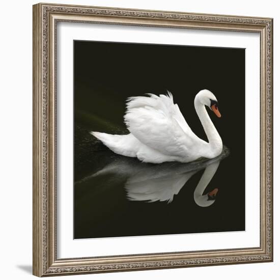 Swan 1-Ben Heine-Framed Photographic Print