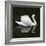 Swan 1-Ben Heine-Framed Photographic Print