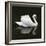 Swan 1-Ben Heine-Framed Photographic Print