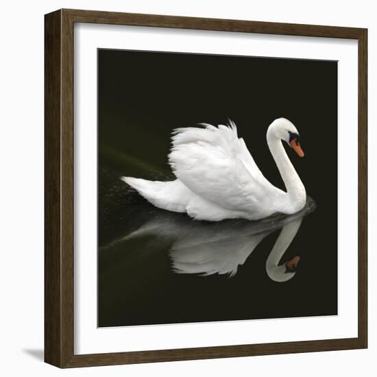 Swan 1-Ben Heine-Framed Photographic Print