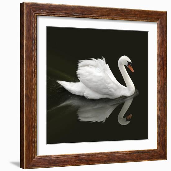 Swan 1-Ben Heine-Framed Photographic Print
