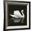 Swan 1-Ben Heine-Framed Photographic Print