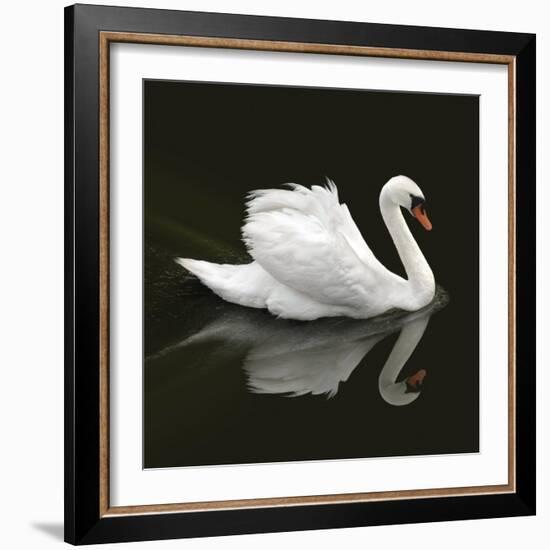 Swan 1-Ben Heine-Framed Photographic Print