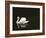 Swan 2-Ben Heine-Framed Photographic Print