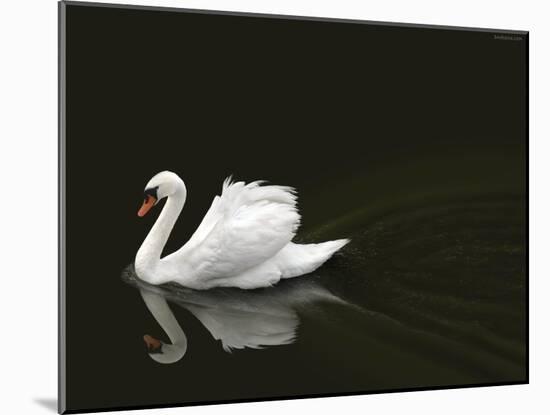 Swan 2-Ben Heine-Mounted Photographic Print