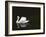 Swan 2-Ben Heine-Framed Photographic Print