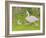 Swan and Cygnets-Linda Benton-Framed Giclee Print