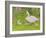 Swan and Cygnets-Linda Benton-Framed Giclee Print