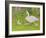 Swan and Cygnets-Linda Benton-Framed Giclee Print