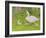 Swan and Cygnets-Linda Benton-Framed Giclee Print