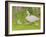 Swan and Cygnets-Linda Benton-Framed Giclee Print