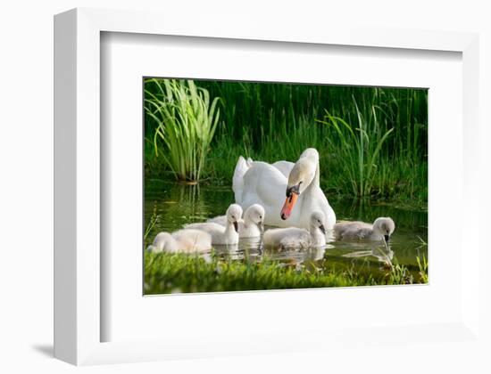 Swan and Its Babies in a Pond-null-Framed Art Print