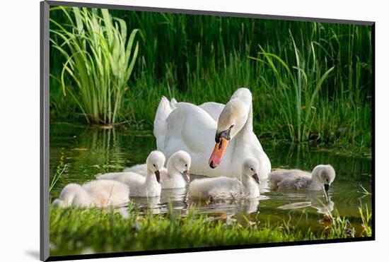 Swan and Its Babies in a Pond-null-Mounted Art Print