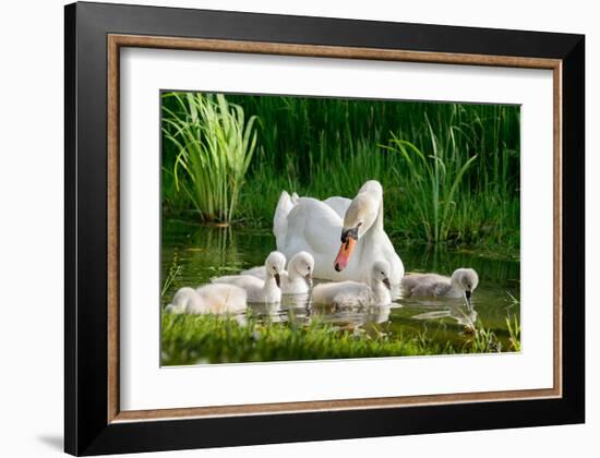 Swan and Its Babies in a Pond-null-Framed Art Print