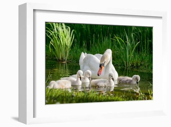 Swan and Its Babies in a Pond-null-Framed Art Print