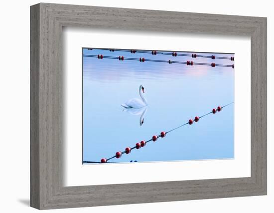 Swan and Ropes-James McLoughlin-Framed Photographic Print