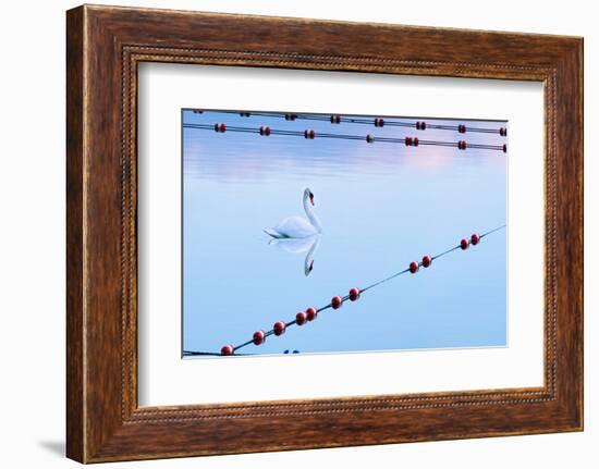 Swan and Ropes-James McLoughlin-Framed Photographic Print