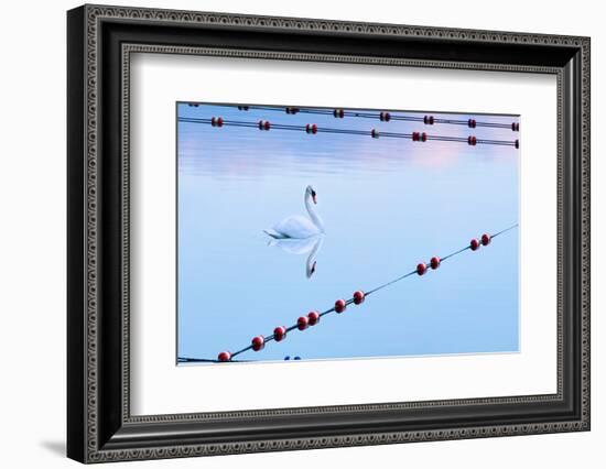 Swan and Ropes-James McLoughlin-Framed Photographic Print