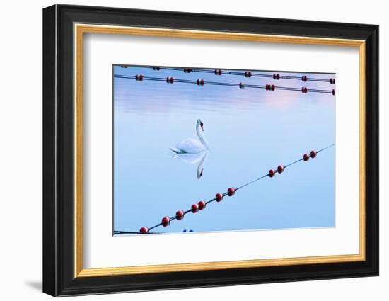 Swan and Ropes-James McLoughlin-Framed Photographic Print