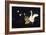 Swan and Two Birds Carrying Bird Cage Flying at Night-Eduardo Camoes-Framed Giclee Print