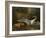 Swan Attacked by a Dog, 1745-Jean-Baptiste Oudry-Framed Giclee Print