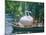 Swan Boats in a Lake, Boston Common, Boston, Massachusetts, USA-null-Mounted Photographic Print