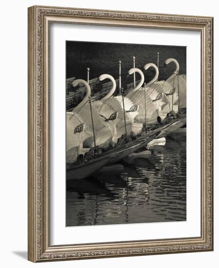 Swan Boats in a River, Boston Public Garden, Boston, Massachusetts, USA-null-Framed Photographic Print