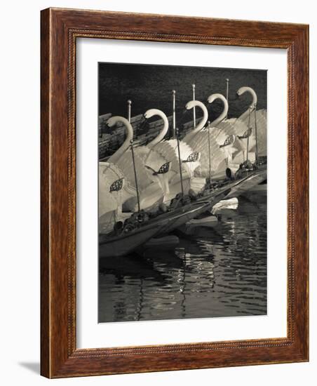 Swan Boats in a River, Boston Public Garden, Boston, Massachusetts, USA-null-Framed Photographic Print