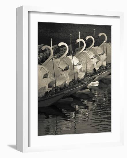 Swan Boats in a River, Boston Public Garden, Boston, Massachusetts, USA-null-Framed Photographic Print