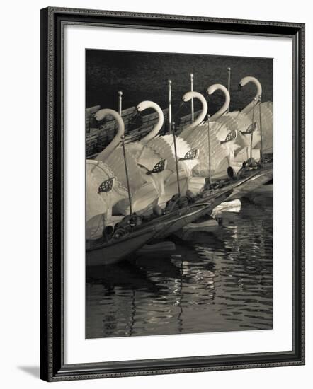 Swan Boats in a River, Boston Public Garden, Boston, Massachusetts, USA-null-Framed Photographic Print