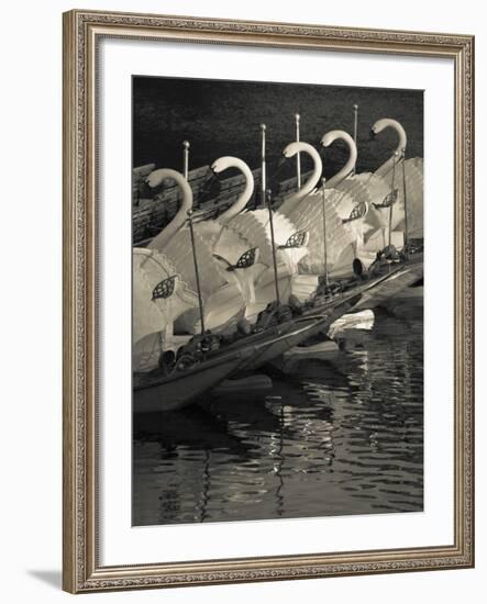 Swan Boats in a River, Boston Public Garden, Boston, Massachusetts, USA-null-Framed Photographic Print