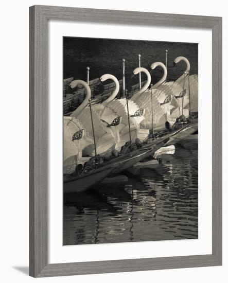 Swan Boats in a River, Boston Public Garden, Boston, Massachusetts, USA-null-Framed Photographic Print