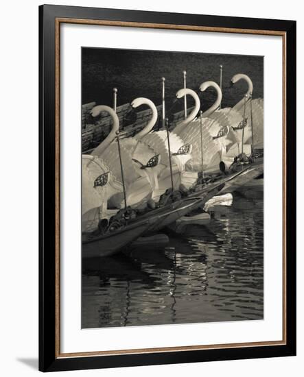 Swan Boats in a River, Boston Public Garden, Boston, Massachusetts, USA-null-Framed Photographic Print