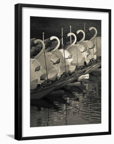 Swan Boats in a River, Boston Public Garden, Boston, Massachusetts, USA-null-Framed Photographic Print
