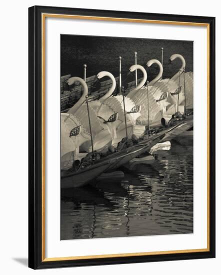 Swan Boats in a River, Boston Public Garden, Boston, Massachusetts, USA-null-Framed Photographic Print