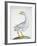 Swan, C.1767-76-null-Framed Giclee Print