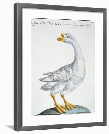 Swan, C.1767-76-null-Framed Giclee Print