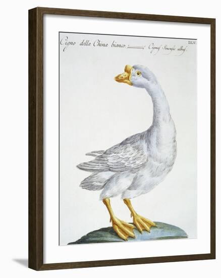 Swan, C.1767-76-null-Framed Giclee Print