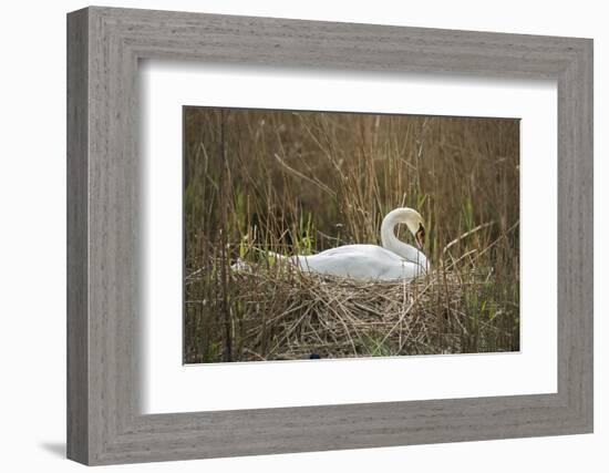 Swan (Cygnus), Gloucestershire, England, United Kingdom-Janette Hill-Framed Photographic Print