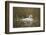 Swan (Cygnus), Gloucestershire, England, United Kingdom-Janette Hill-Framed Photographic Print