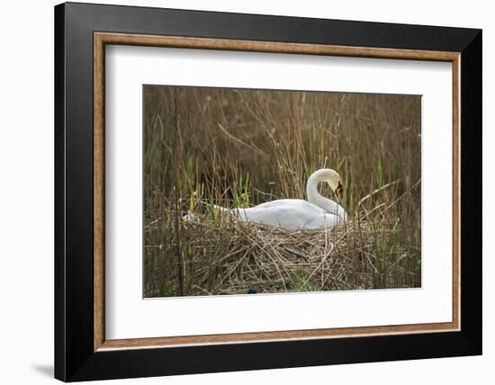 Swan (Cygnus), Gloucestershire, England, United Kingdom-Janette Hill-Framed Photographic Print