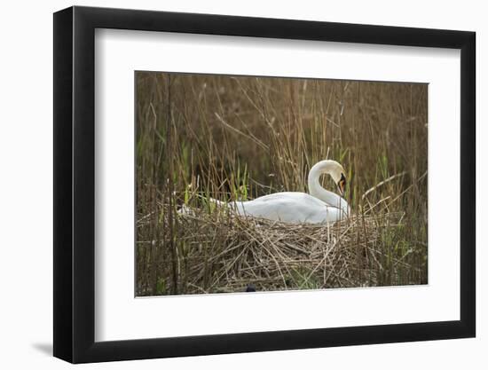 Swan (Cygnus), Gloucestershire, England, United Kingdom-Janette Hill-Framed Photographic Print