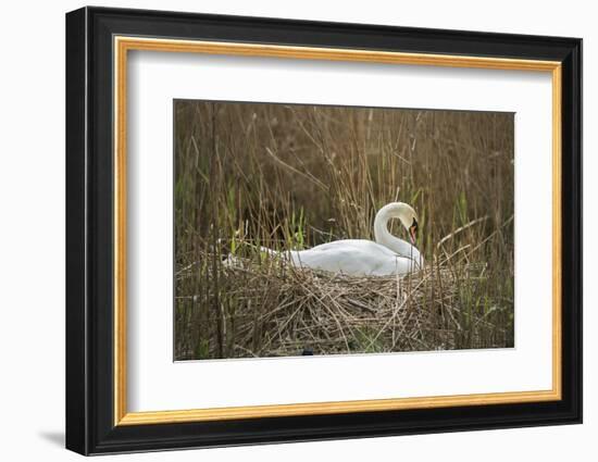 Swan (Cygnus), Gloucestershire, England, United Kingdom-Janette Hill-Framed Photographic Print