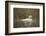 Swan (Cygnus), Gloucestershire, England, United Kingdom-Janette Hill-Framed Photographic Print