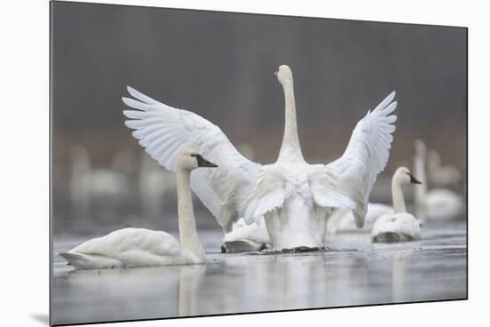 Swan Display-Wink Gaines-Mounted Giclee Print