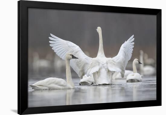 Swan Display-Wink Gaines-Framed Giclee Print
