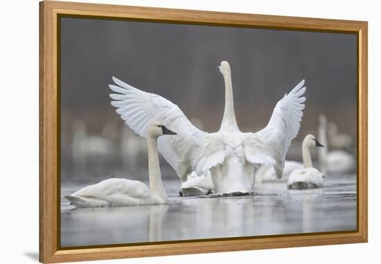 Swan Display-Wink Gaines-Framed Stretched Canvas