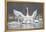 Swan Display-Wink Gaines-Framed Stretched Canvas