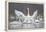 Swan Display-Wink Gaines-Framed Stretched Canvas